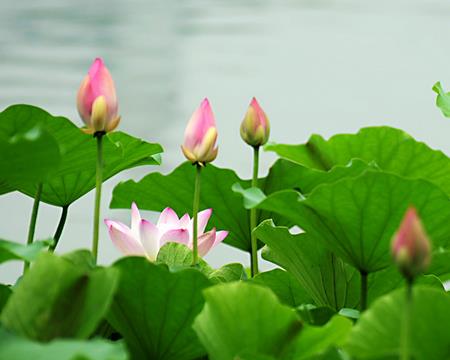 17年1月26日黄历吉日查询17年1月26日是什么日子 起名网 17年1月26日黄历吉日查询17年1月26日是什么日子 起名网