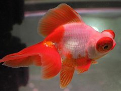 养鱼养几条好关于风水