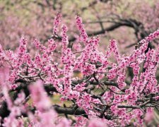 2017年2月1日黄历吉日查询
