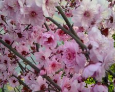2017年2月5日黄历吉日查询