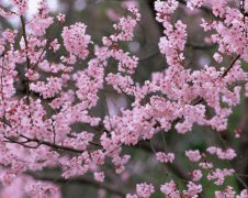 2017年2月10日黄历吉日查询