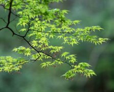 2017年2月8日黄历吉日查询
