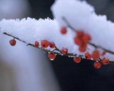 2017年元宵节给领导的祝福语