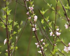 2017年端午节给老师的祝福语