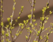 2017年端午节给晚辈的祝福语