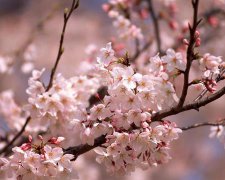 2017年端午节给同学的祝福语