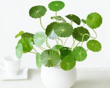 2017年平安夜给老婆的祝福语