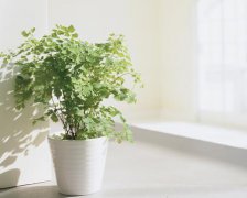 秋分怎么养生合适