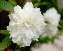 霸气的梦幻西游名字男生2017