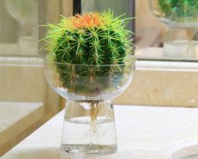 办公室适合摆放哪些植物