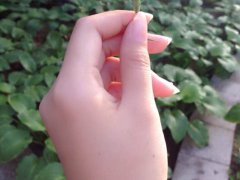 手相掌纹解析之事业线