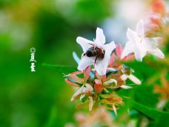 二十四节气之夏至养生