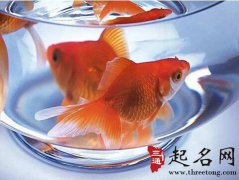 五行属木的生肖适合养哪种风水鱼