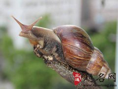 周公解梦梦见大蜗牛是什么意思