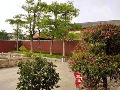分析家里种什么树风水好