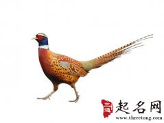 周公解梦梦见抓野鸡是什么意思