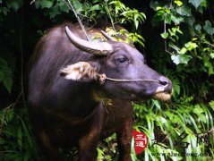 周公解梦梦见水牛是什么意思