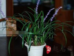 盆栽麦冬草的养殖方法 盆栽麦冬草的品种有哪些