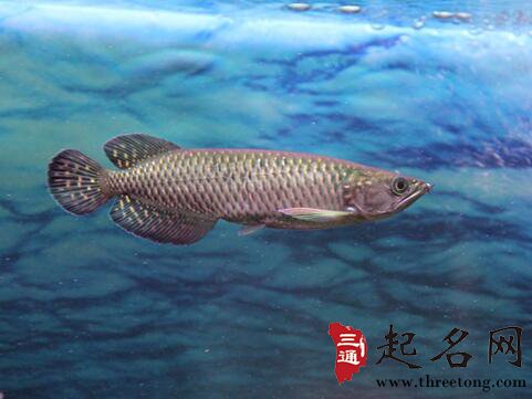 星点龙鱼是风水鱼吗 起名网