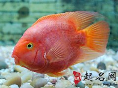 血鹦鹉鱼怎么养最红