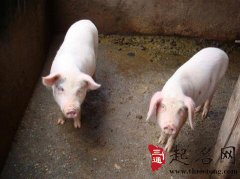 周公解梦梦见小白猪是什么意思