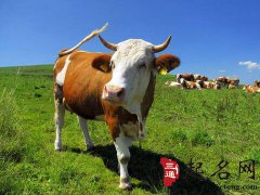 周公解梦梦见牛跑了是什么意思