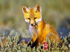 周公解梦梦见狐狸是什么意思