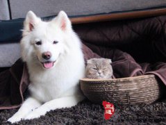 周公解梦梦见猫和狗是什么意思