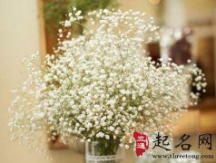 摩羯座适合的植物