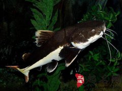 周公解梦梦见鲶鱼是什么意思