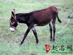 周公解梦梦见驴是什么意思