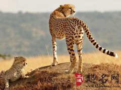 周公解梦梦见猎豹是什么意思