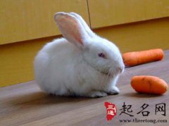 周公解梦梦见小兔子是什么意思