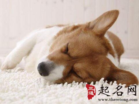 家里狗死了预示着什么 起名网