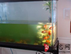 鱼缸里的鱼死了怎么办