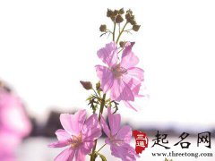 伤官格是什么意思