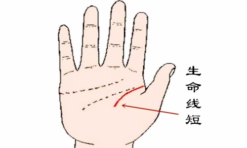 生命线短会短命吗 生命线短的秘密 起名网 生命线短会短命吗 生命线短的秘密 起名网