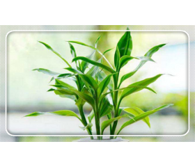 富贵竹的摆放风水禁忌，怎样摆放转运又有财