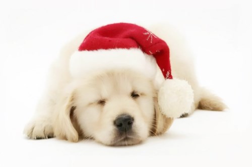 狗狗取名2019年款