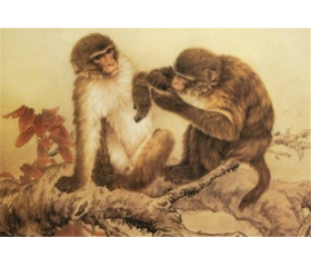 属猴人养什么花旺财又转运