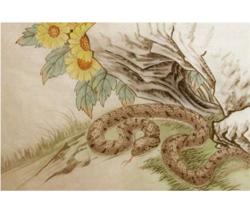 属蛇的2019年哪几月桃花大旺