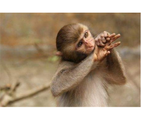 属猴的2019年哪几月桃花大旺