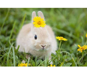 生肖属兔的女人旺夫吗，她们命运如何