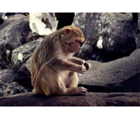 生肖猴的女人旺夫吗，她们命运如何