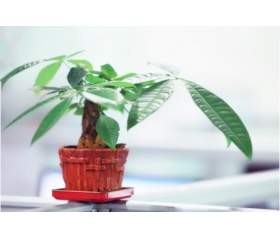 发财树放在家里哪个位置好,哪些位置招财更灵
