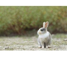 属兔的和什么属相合伙做生意利于求财合财