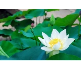 2020年属鼠本命年带什么好