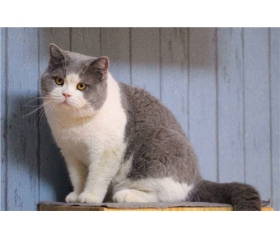 12生肖里为什么没有猫，猫究竟去了哪里？