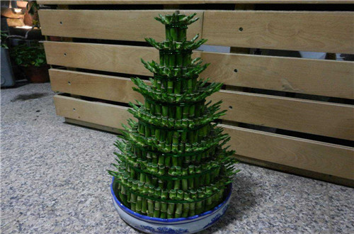 转运竹摆放在客厅哪里最好,通常都会有怎样的效果?