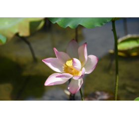 2020年立夏是哪天，有哪些习俗